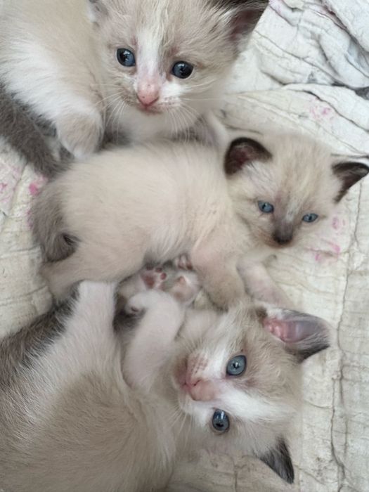 Котята в добрые руки