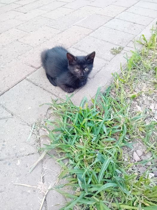 Pisici drăguțe de adoptat