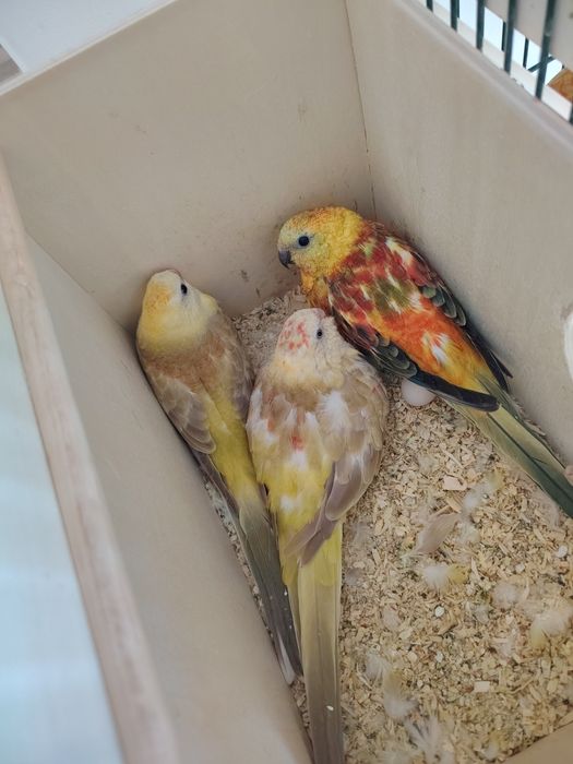 Papagali cântători și nimfe