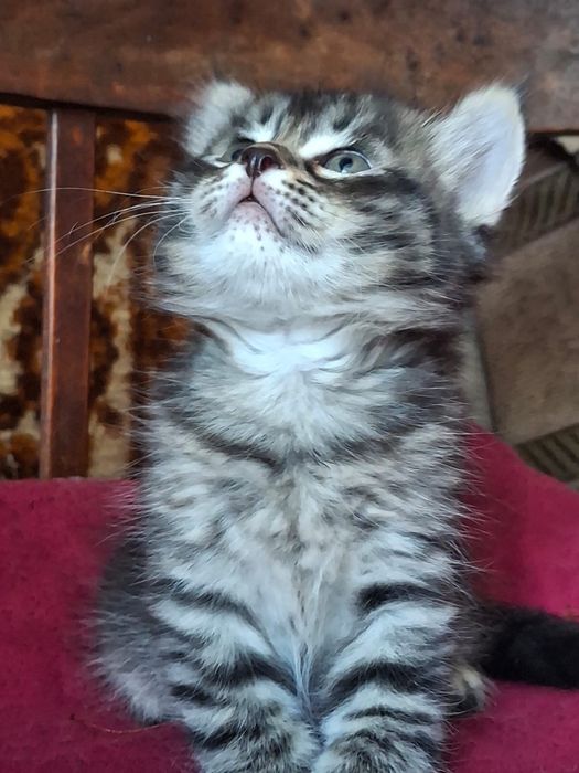 Котята 1 месяц, два мальчика и девочка