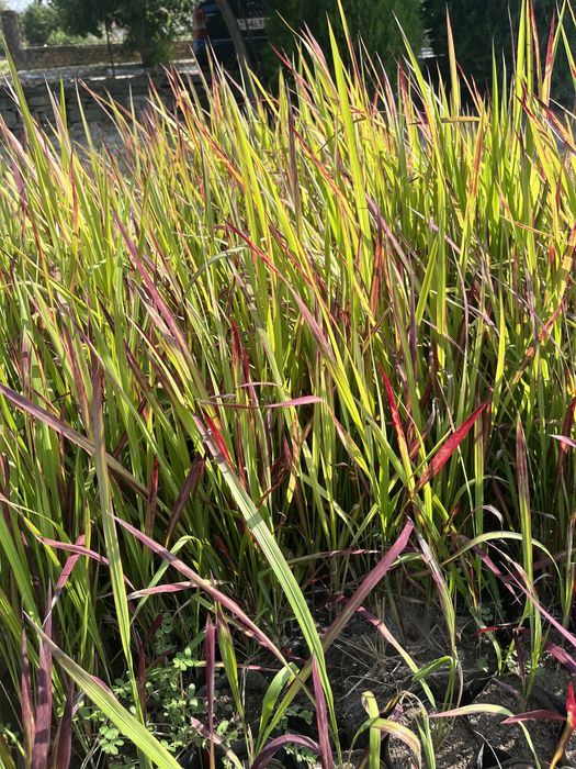 Декоративна трева Императа Red Baron