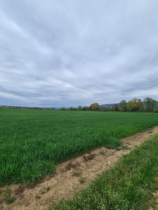 Продава се Земеделски имот в с. Ябълчево, Област Бургас -  кв.м за 2285 €/дка - Снимка #5