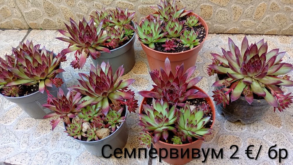 Семпервивум / Кактус Мамилария/ Сансевиера/Епипремнум / Филодендрон Бразил/ Лудизия/ Замиокулкас/Ешеверия/Гардения/Делосперма /Мушкато