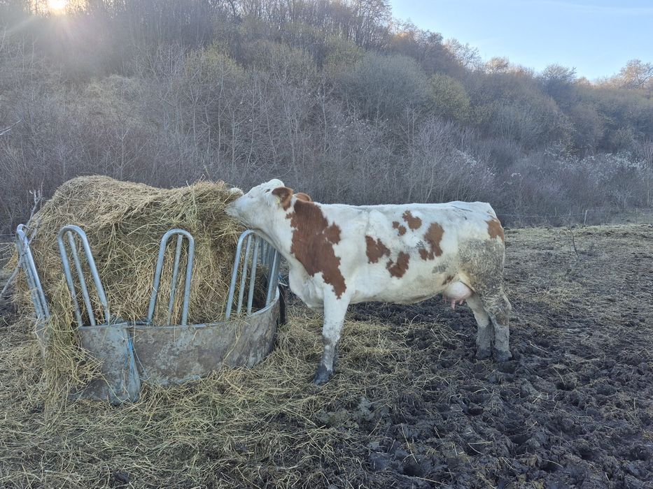 Vând vaci de lapte înscrise in  COP