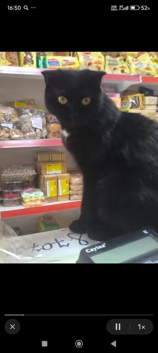 Британский имя Мотя