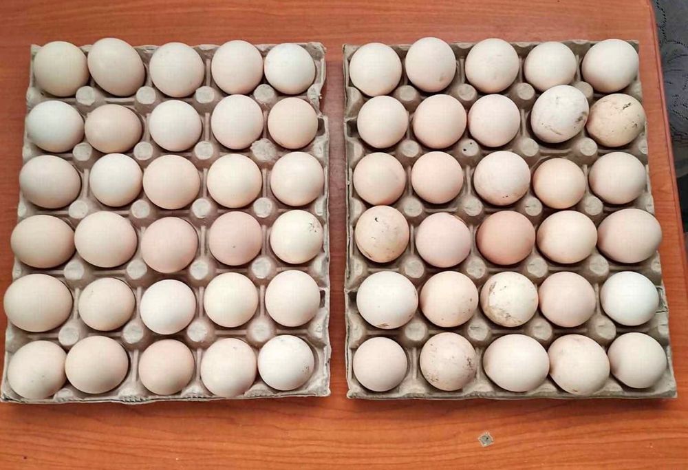 Vând găini outoare  vârstă 13 luni in plin ciclu de ouat