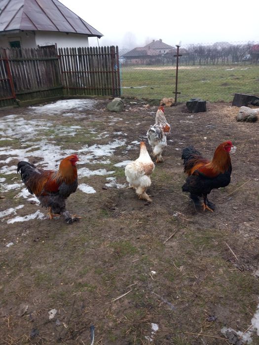 Cocosi Brahma  Cernadia