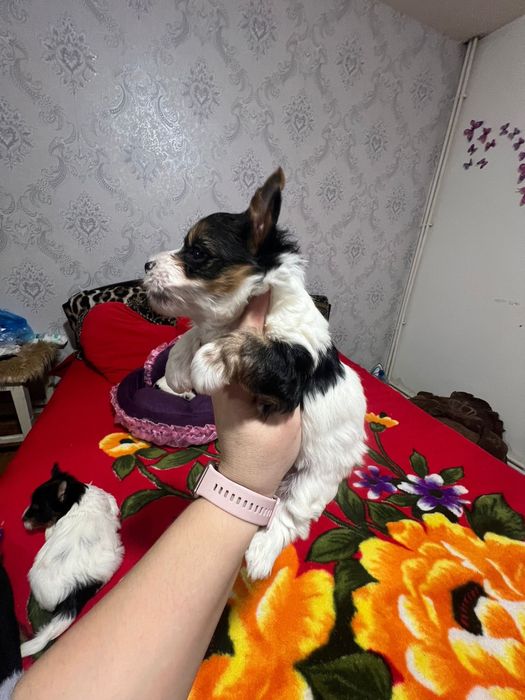 Biewer Yorkshire terrier