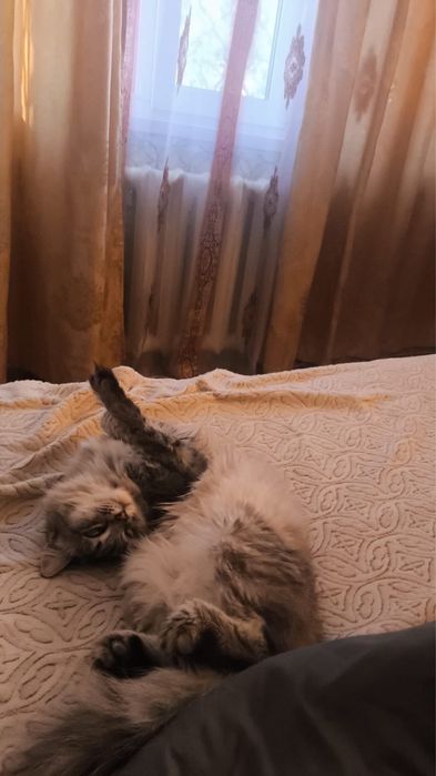 Отдам кошку в хорошие, добрые руки