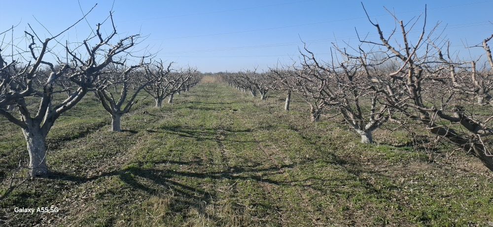 Яблоневый сад, кх