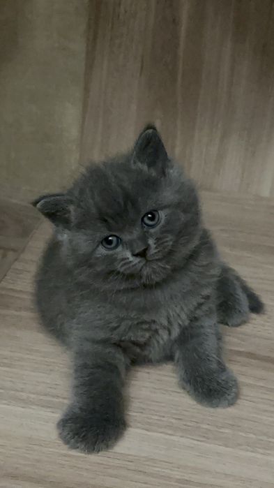 Шотландские веслоухие и прямоухие кошки