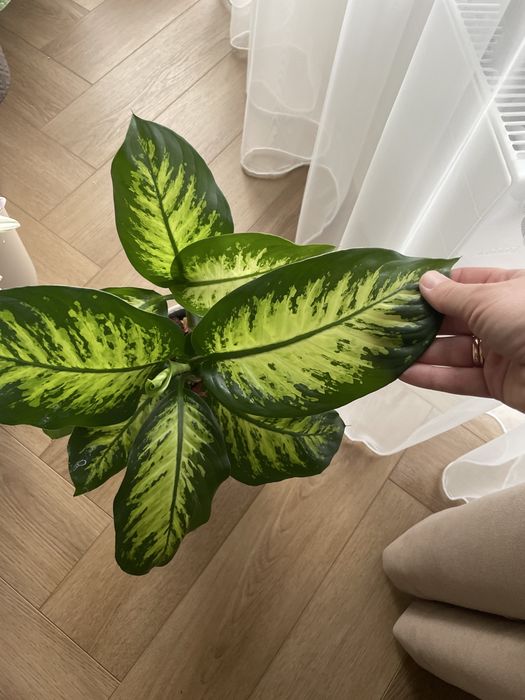 Диффенбахия - Dieffenbachia