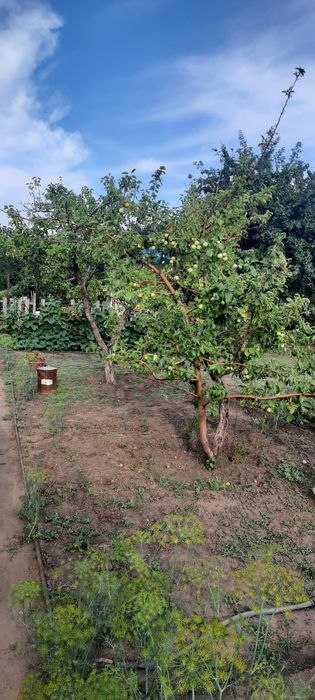 Продам дачу сад Здоровье