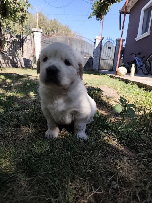 Disponibil pui femelă Golden Retriever