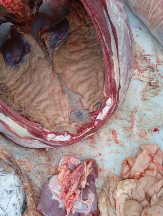 Продам мясо конины