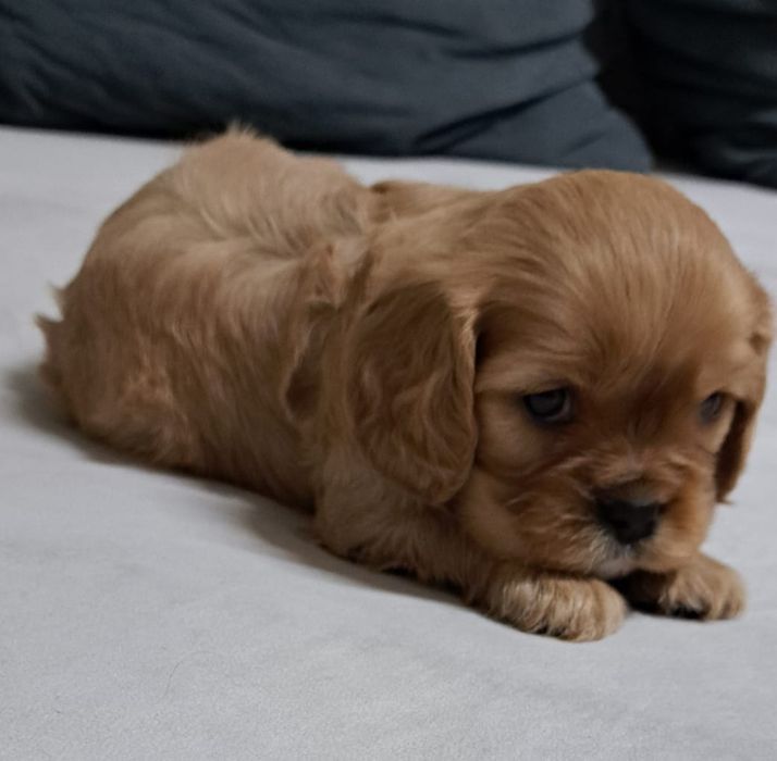 Кавалер-кинг чарльз -спаниель