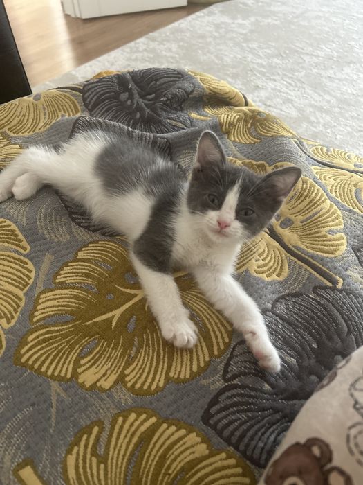 Отдам котенка в добрые руки