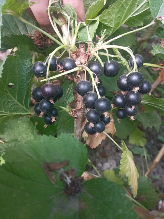 Саженцы красной и черной смородины