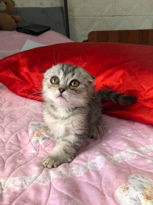 Британский катят продаю