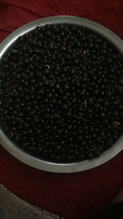 Смародина кг 1800