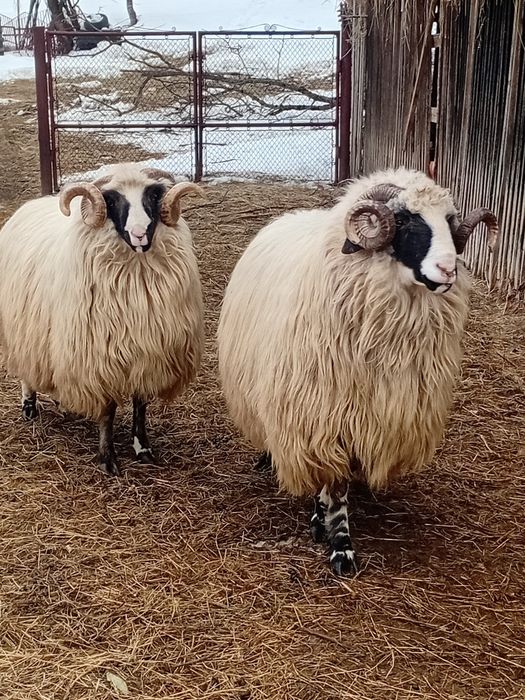 Berbeci brezi stramiori