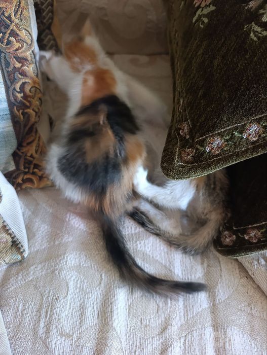 Отдам в добрые руки 3 котят