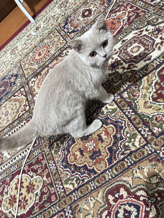 Scottish strayt seriy rang