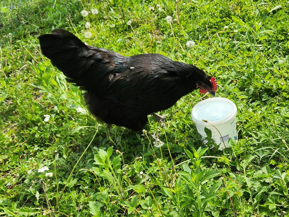 Ouă pt incubat Australorp dar și alte rase ouătoare selectate