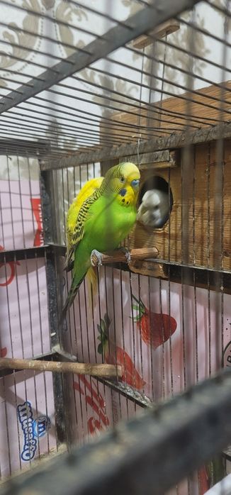 Продам валнистый папугай