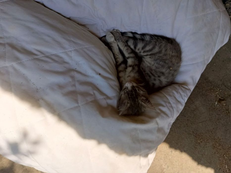 Котенок ищет дом