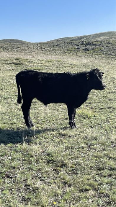 Еркек бұқалар сатылады