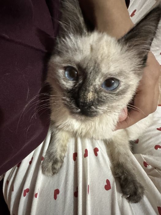 juda mehribon mushuk