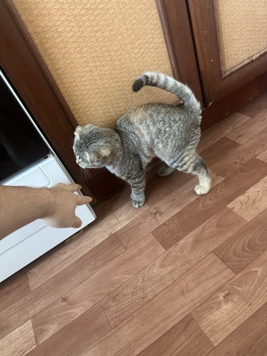 Вислауха котёнок