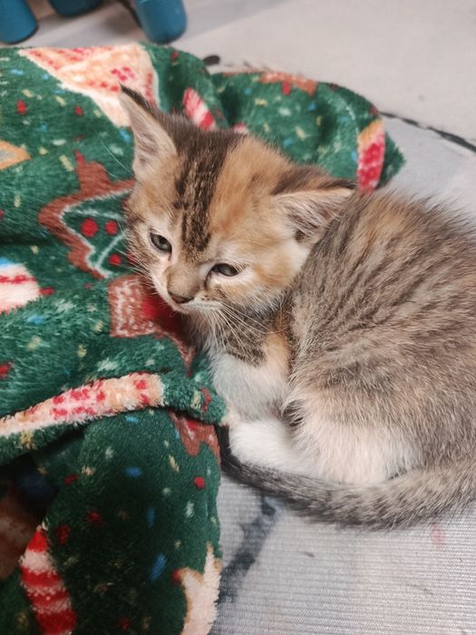 Отдам котенка в хорошие руки