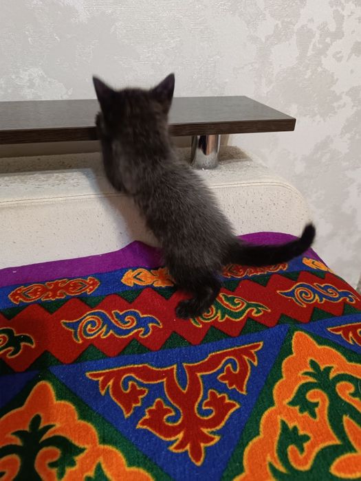 Отдам серого котёнка (мальчик)