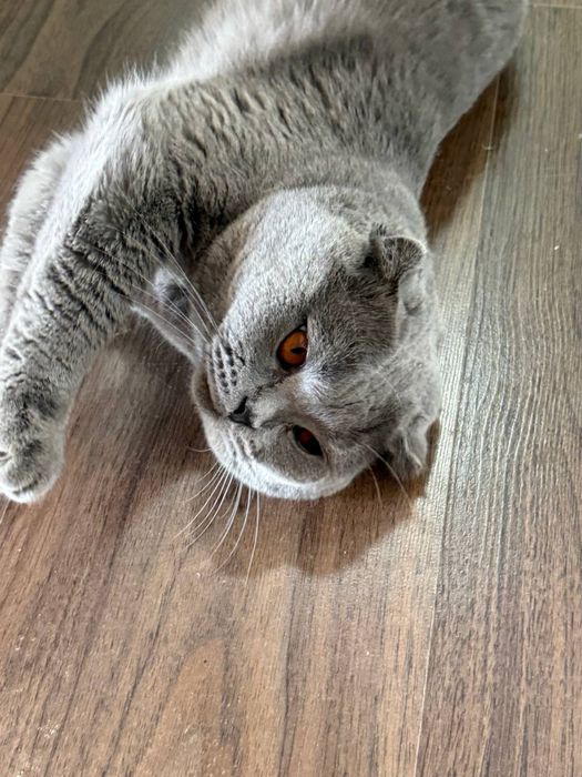 Scottish Fold sotiladi