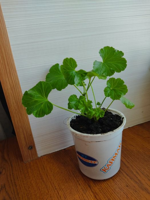 Разебудная пеларгония