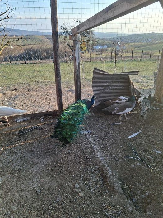 Vand  pereche de pauni