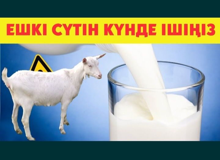 Ешкі суті куніне 2 мезгіл саум
