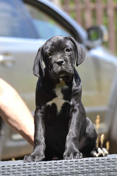 Cane Corso cu pedigre