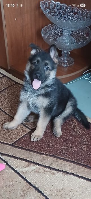 Немецкая овчарка