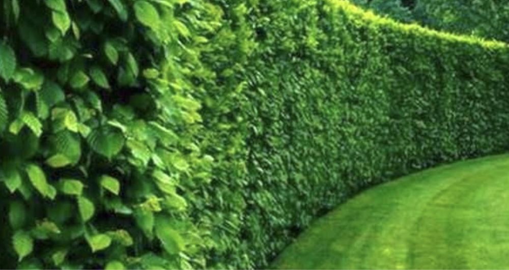 Lemn cainesc gard viu