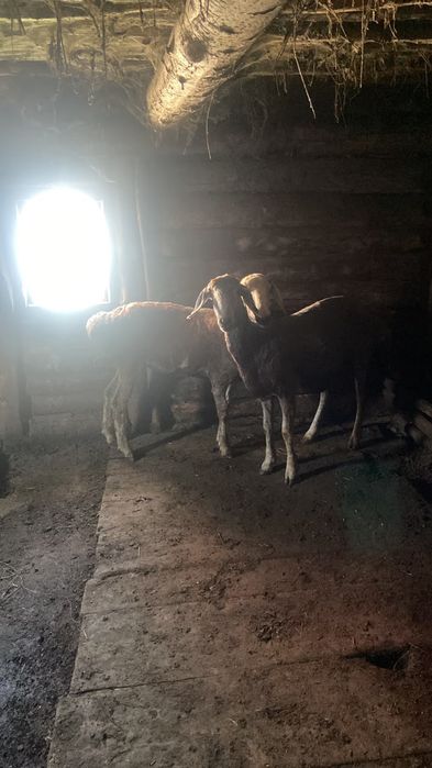 Продам сиыр қошқалар тоқтылар бұзау