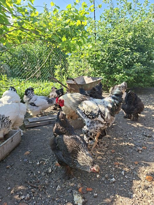 Цыплята брама на продажу