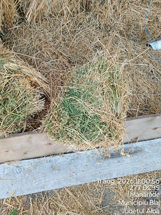 Vând baloți lucernă mici