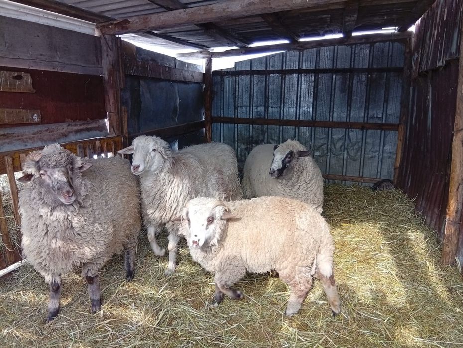 Продам баранов двух самцов и двух самок