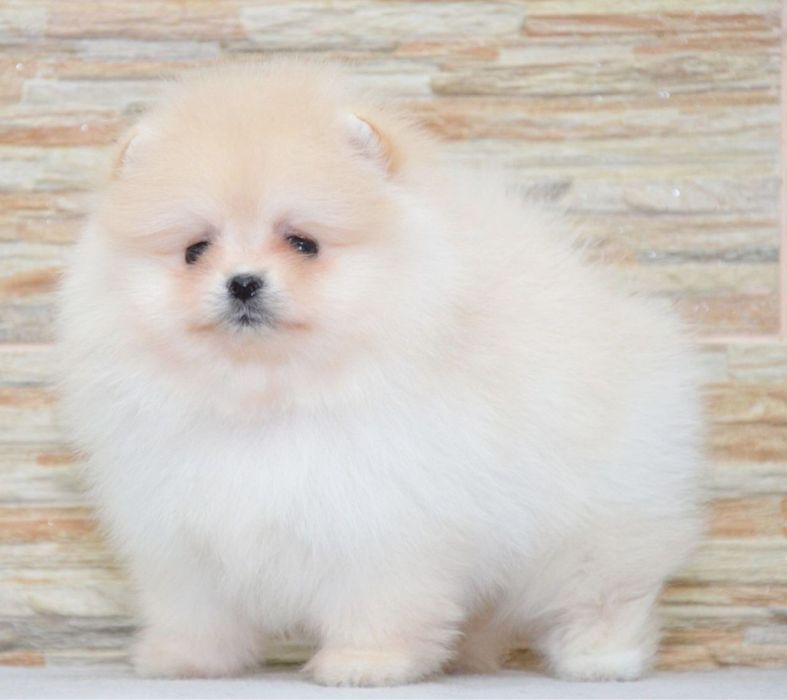 Fetita pomeranian mini/toy!