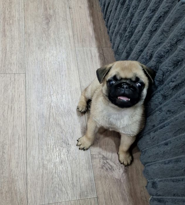 Очаровательные щенки мопса.