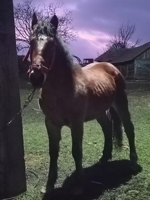 de vânzare mânz cuminte fără defecte