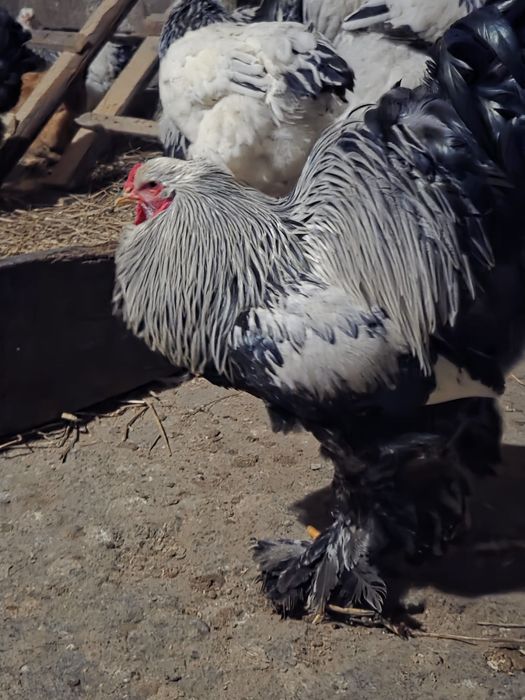 Cocoși Brahma Herminant închis